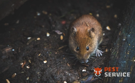 Дератизация в Аше